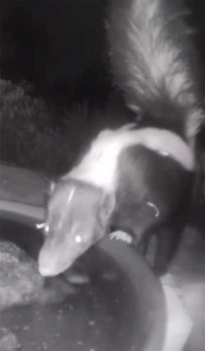 A woman installed a camera in a water fountain in her yard, which captured photos of regular visitors