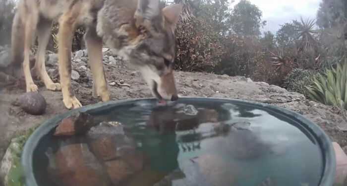 A woman installed a camera in a water fountain in her yard, which captured photos of regular visitors