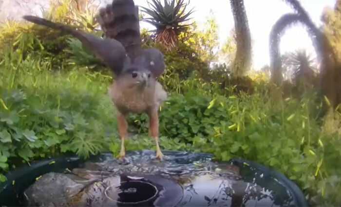 A woman installed a camera in a water fountain in her yard, which captured photos of regular visitors