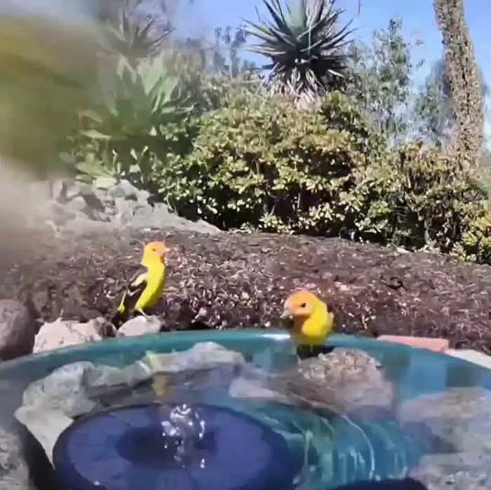 A woman installed a camera in a water fountain in her yard, which captured photos of regular visitors