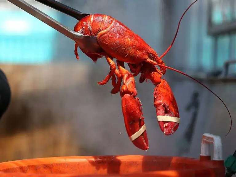 Boiling Lobsters Alive will be Prohibited under new UK government legislation