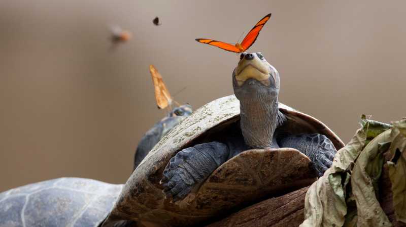 Why do Butterflies Drink the Tears of Turtles?