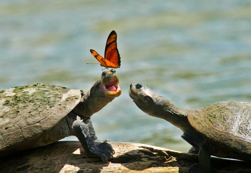 Why do Butterflies Drink the Tears of Turtles?