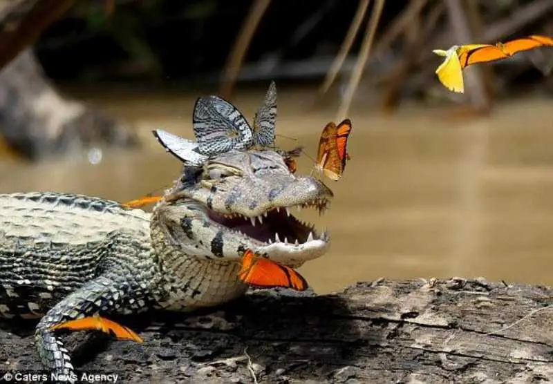 Butterflies drink crocodile tears 