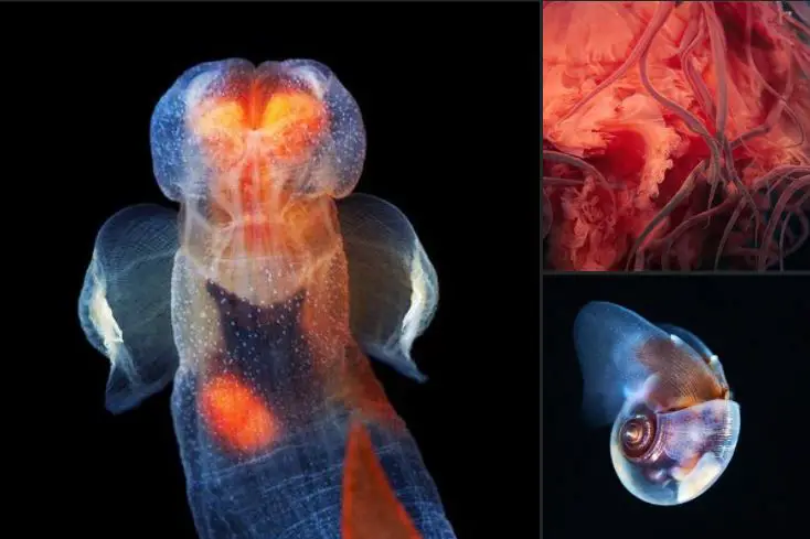 Incredible Photos Of Real-Life Underwater Creatures By Alexander Semenov1