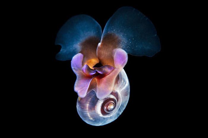 Amazing Photos of Real-Life Underwater Creatures By Alexander Semenov