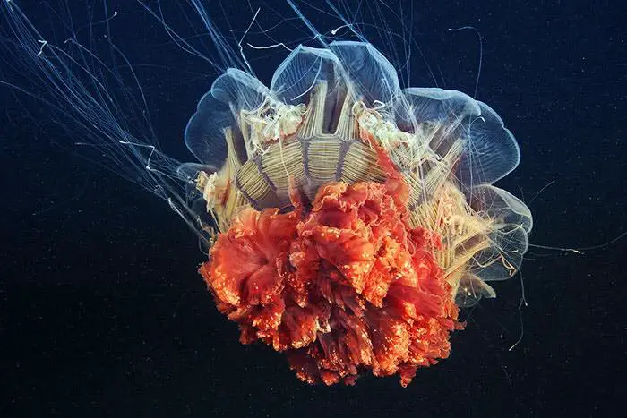 Amazing Photos of Real-Life Underwater Creatures By Alexander Semenov