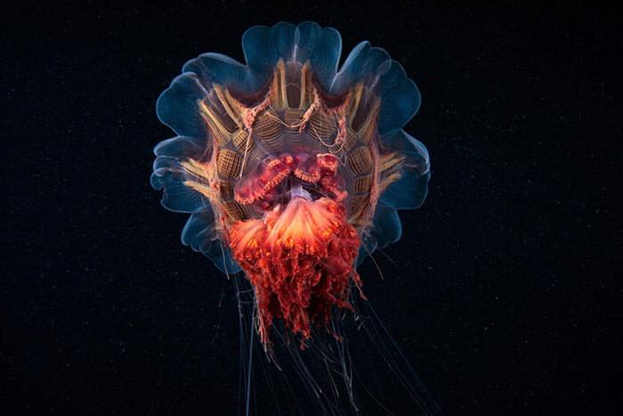 Amazing Photos of Real-Life Underwater Creatures By Alexander Semenov