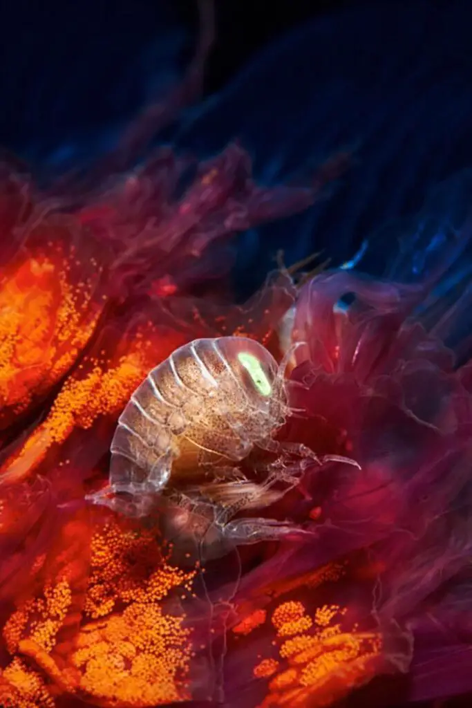 Amazing Photos of Real-Life Underwater Creatures By Alexander Semenov