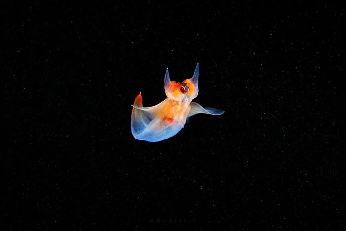 Amazing Photos of Real-Life Underwater Creatures By Alexander Semenov