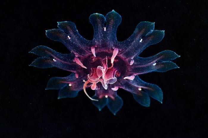 Amazing Photos of Real-Life Underwater Creatures By Alexander Semenov