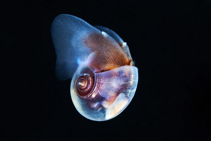 Amazing Photos of Real-Life Underwater Creatures By Alexander Semenov