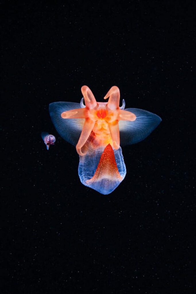 Amazing Photos of Real-Life Underwater Creatures By Alexander Semenov