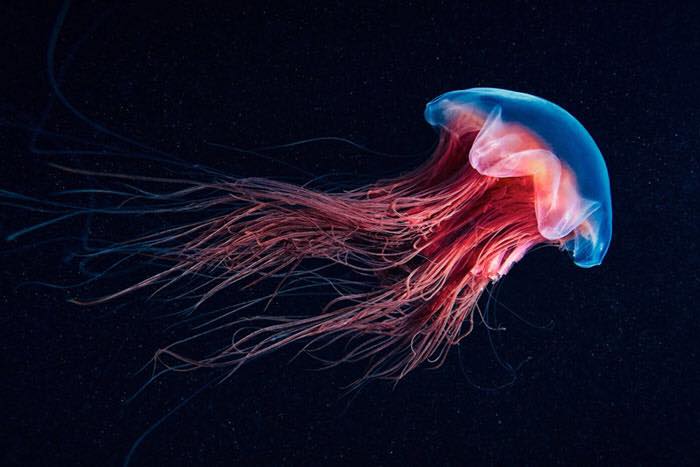 Amazing Photos of Real-Life Underwater Creatures By Alexander Semenov