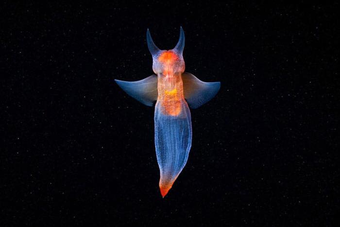 Amazing Photos of Real-Life Underwater Creatures By Alexander Semenov