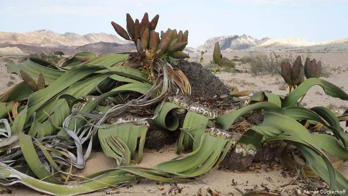 Welwitschia,  A plant with Two Leaves that Never Fall off and Keep Growing for Over 1000 years