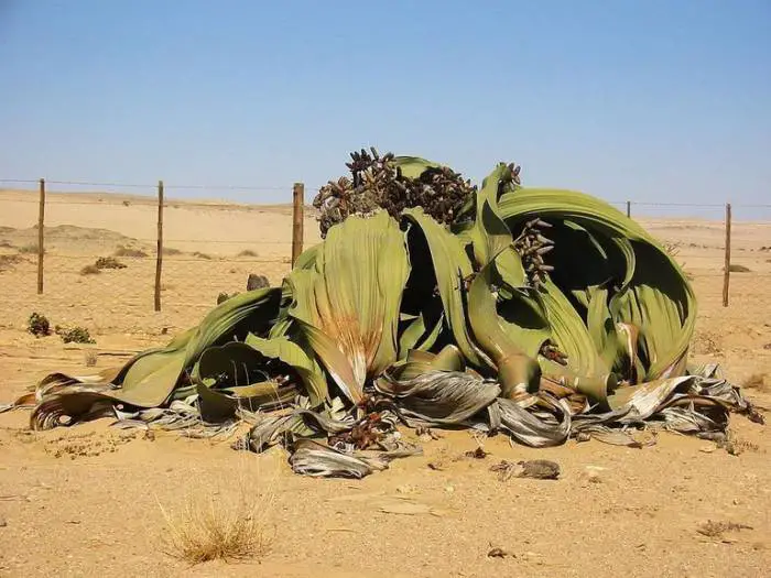 Welwitschia,  A plant with Two Leaves that Never Fall off and Keep Growing for Over 1000 years