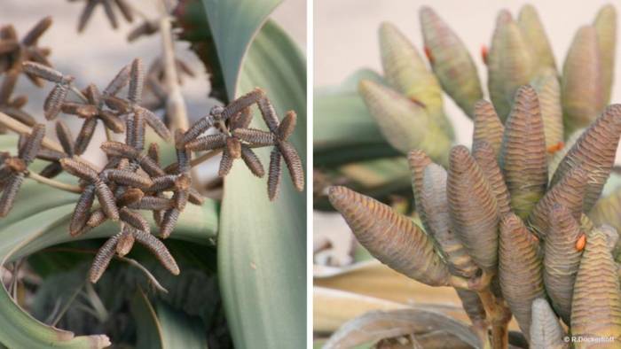 Welwitschia,  A plant with Two Leaves that Never Fall off and Keep Growing for Over 1000 years