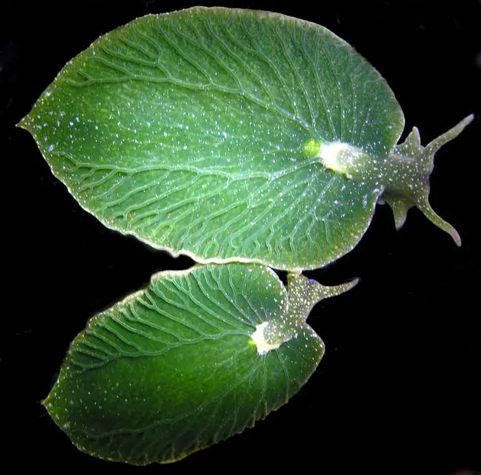 A slug, which looks like a leaf, can survive for months without eating because it can photosynthesize like a plant