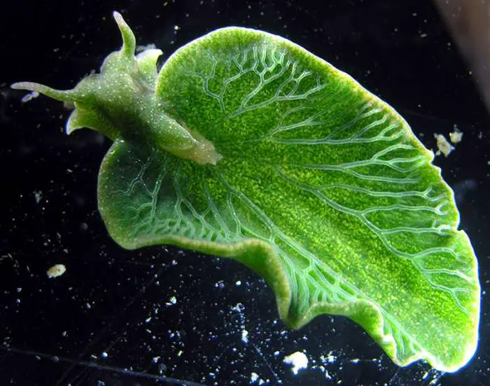 The slug Elysia chlorotica has the appearance of a leaf. Because it can photosynthesize like a plant, it can survive for weeks or even months without feeding. The chloroplasts come from the algae that the slugs consume.