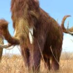 A Firm has Raised $15 million to Bring back Woolly Mammoths from Extinction