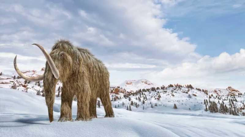 A Firm has Raised $15 million to Bring back Woolly Mammoths from Extinction