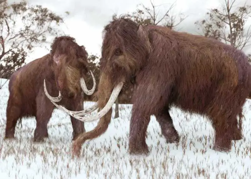 A Firm has Raised $15 million to Bring back Woolly Mammoths from Extinction