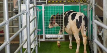 Cows Trained to Use Toilets to Help with Reducing Greenhouse Gas Emissions