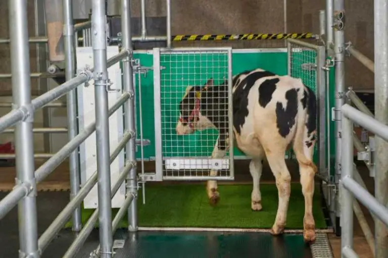 Cows Trained to Use Toilets to Help with Reducing Greenhouse Gas Emissions