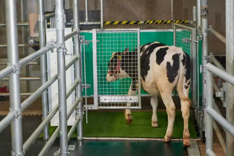 Cows Trained to Use Toilets to Help with Reducing Greenhouse Gas Emissions