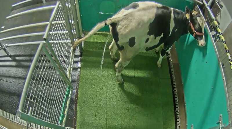 Cows Trained to Use Toilets to Help with Reducing Greenhouse Gas Emissions