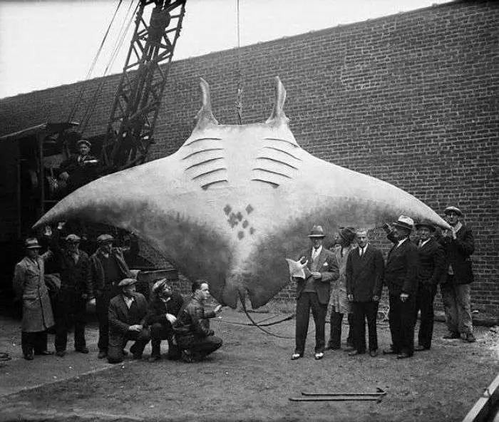 Giant Oceanic Manta Rays can Reach a Wingspan of 30 feet and Weigh More than 6,000 pounds