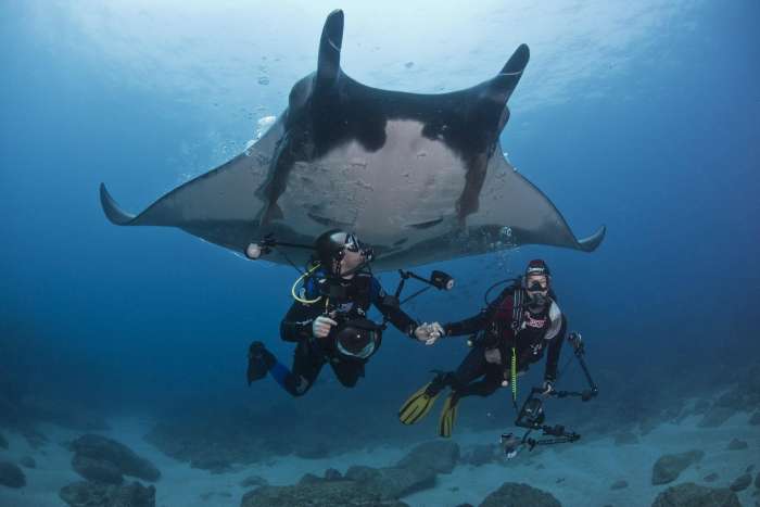 Giant Oceanic Manta Rays can Reach a Wingspan of 30 feet and Weigh More than 6,000 pounds