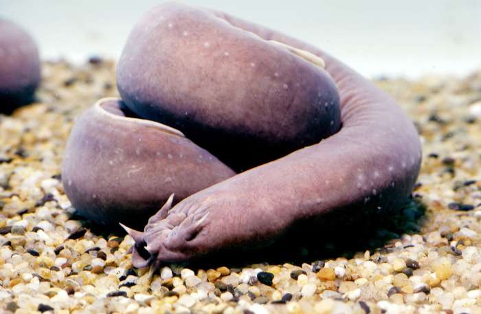 The Slime releasing by Hagfish in a threat, Expands by 10,000 times in less than half a second