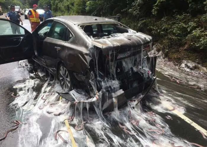 The Slime releasing by Hagfish in a threat, Expands by 10,000 times in less than half a second