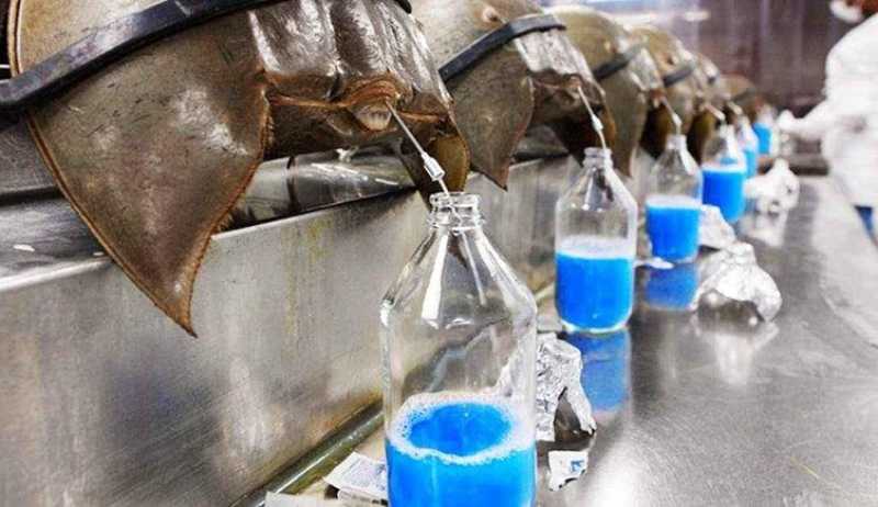 Horseshoe Crab Blue Blood: why is horseshoe crab blood so important