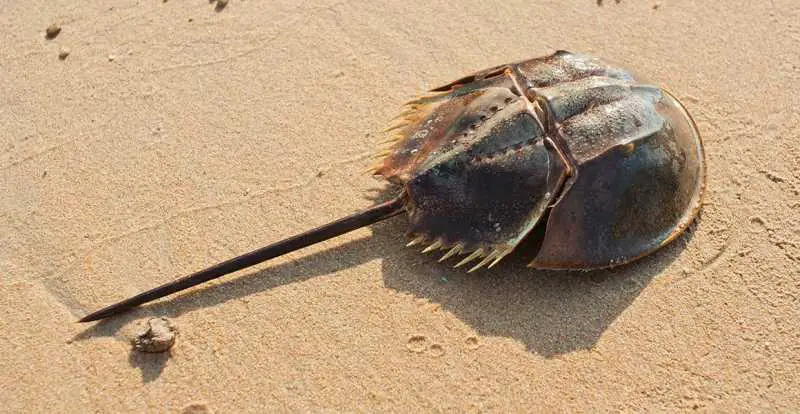 Horseshoe Crab Blue Blood: why is horseshoe crab blood so important