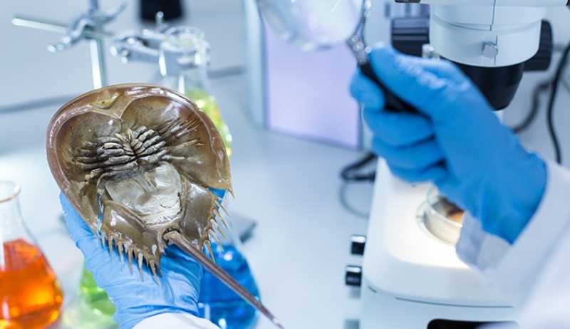 Horseshoe Crab Blue Blood: why is horseshoe crab blood so important