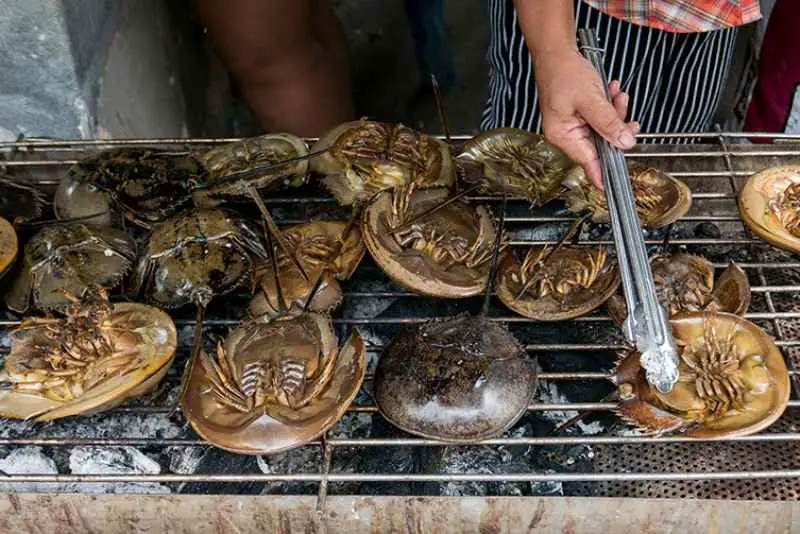 Horseshoe Crab Blue Blood: why is horseshoe crab blood so important