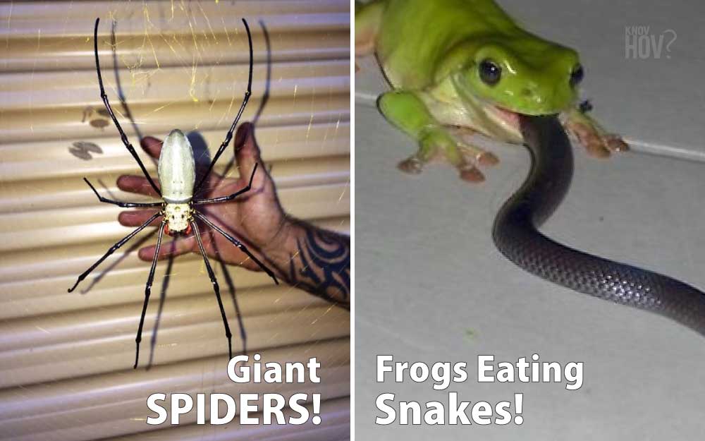 Meanwhile in Australia Spider Season is here  Meanwhile in australia,  Spiders in australia, Australia animals scary