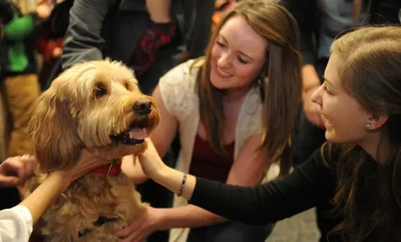 A puppy room has been set up at a Canadian university to help stressed students relax