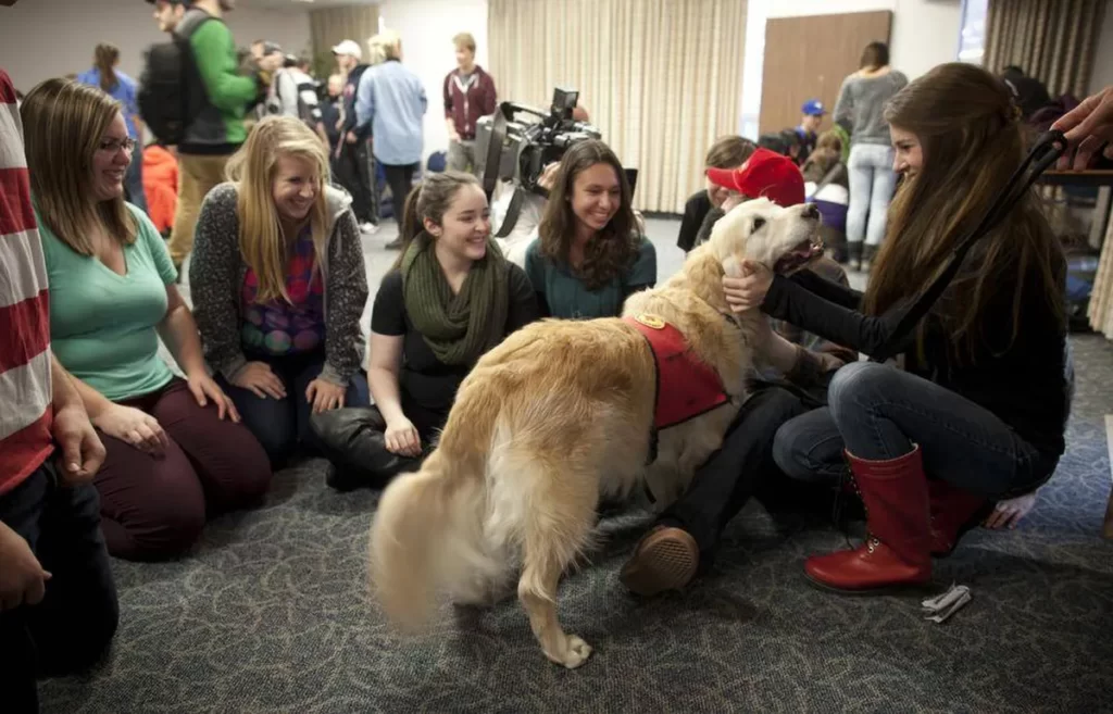 University students are really good at implementing strategies to deal with the stress of college life. However, some students at a Canadian college have launched a new family-friendly practice by establishing a puppy room for students during finals week.