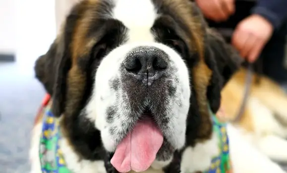 University students are really good at implementing strategies to deal with the stress of college life. However, some students at a Canadian college have launched a new family-friendly practice by establishing a puppy room for students during finals week.