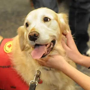 University students are really good at implementing strategies to deal with the stress of college life. However, some students at a Canadian college have launched a new family-friendly practice by establishing a puppy room for students during finals week.