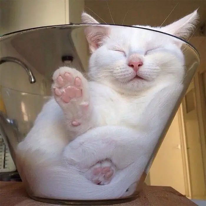 57 Photos of Cats in Places They Shouldn't be: Cute Cat Moments!