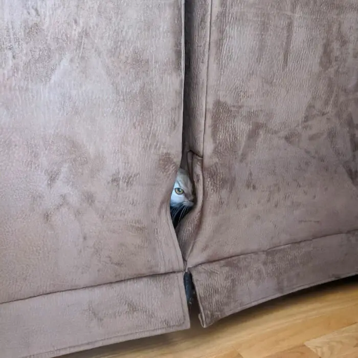 57 Photos of Cats in Places They Shouldn't be: Cute Cat Moments!