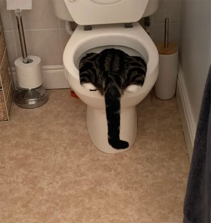 57 Photos of Cats in Places They Shouldn't be: Cute Cat Moments!