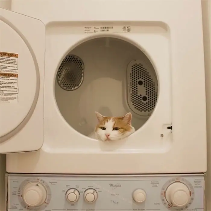 57 Photos of Cats in Places They Shouldn't be: Cute Cat Moments!