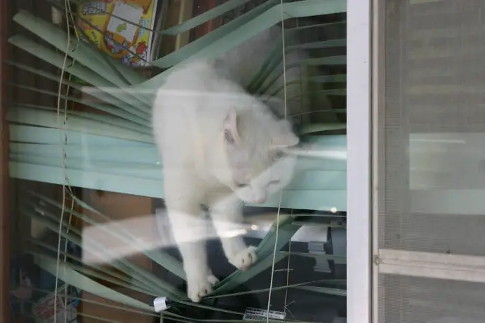 57 Photos of Cats in Places They Shouldn't be: Cute Cat Moments!