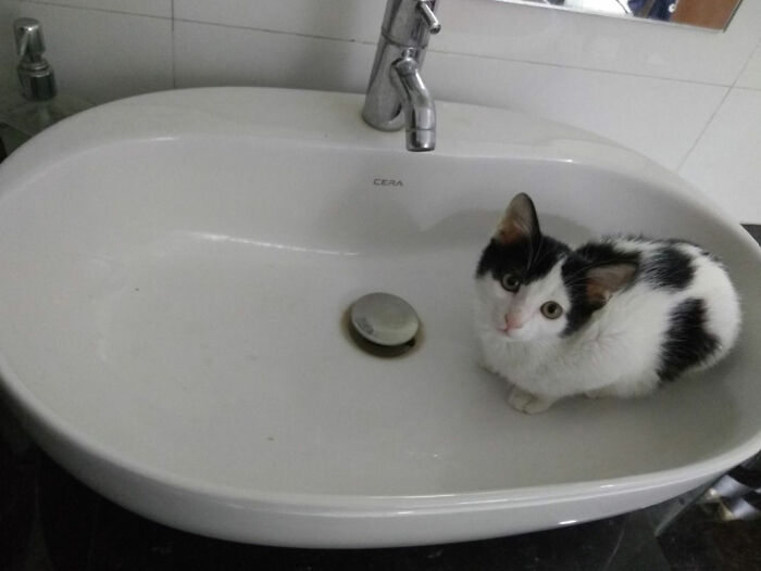 57 Photos of Cats in Places They Shouldn't be: Cute Cat Moments!